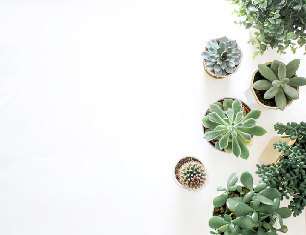 Plants & Living Interieurbeplanting Plants & Living Interieurbeplanting