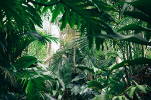 moestuin planten Plantenbloemenshop