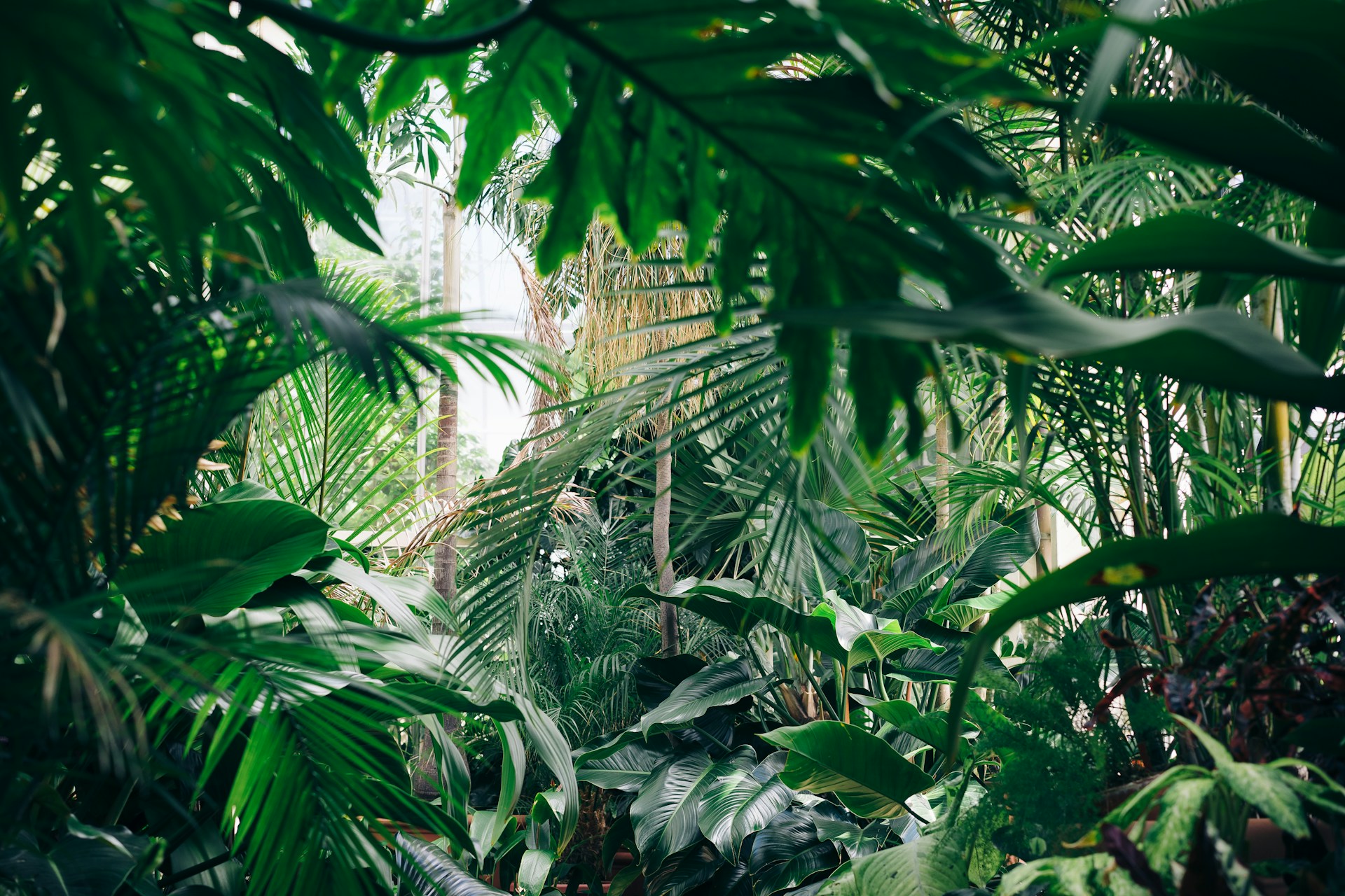 moestuin planten Plantenbloemenshop