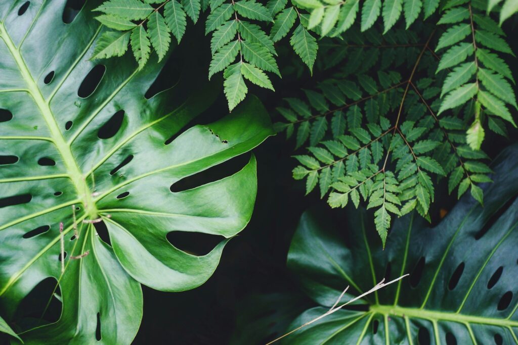 moestuin planten Plantenbloemenshop moestuin planten Plantenbloemenshop