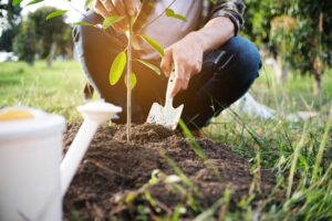 hovenier bergen op zoom