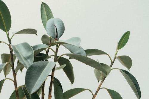 Planten